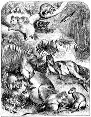 100 Australian Animals