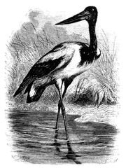 122 Jabiru