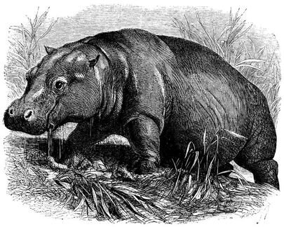 268 Hippopotamus