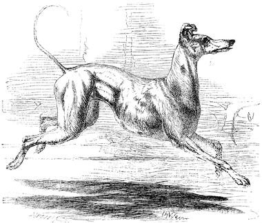 275 Italian Greyhound