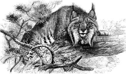 283 Lynx