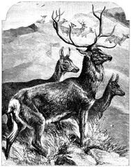 307 Red Deer