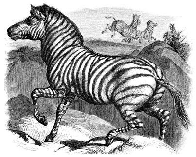 329 Zebra