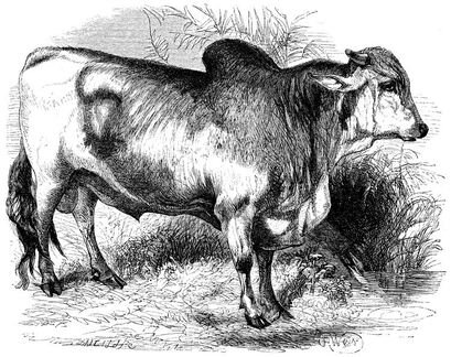 218 Brahman Bull