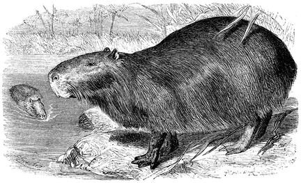 226 Capybara