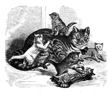 228 Cat &amp; Kittens