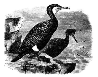 522 Cormorants