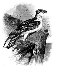 565 Osprey