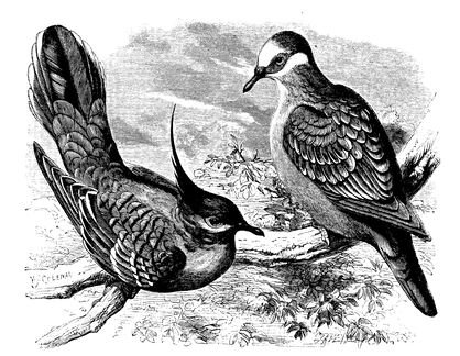 570 Pigeons