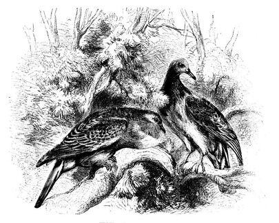592 Turtle Dove