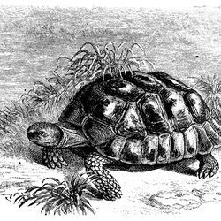 Reptiles Insects Etc