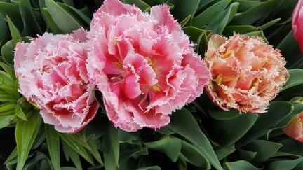 Fringed Tulip 2